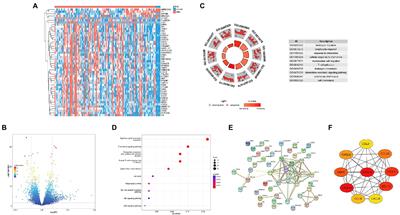 CXCL8, CXCL9, CXCL10, and CXCL11 as biomarkers of liver injury caused by chronic hepatitis B